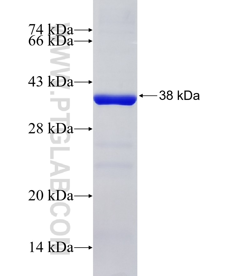 PLA2G7 fusion protein Ag7227 SDS-PAGE