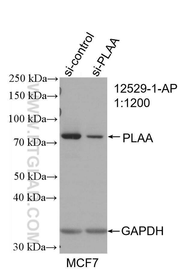 WB analysis of MCF-7 using 12529-1-AP