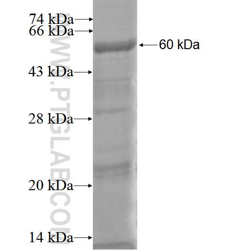 PLAA fusion protein Ag3224 SDS-PAGE