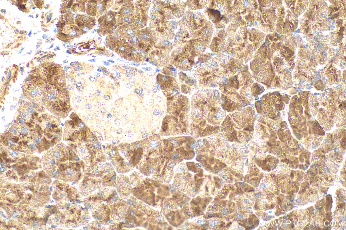 IHC staining of mouse pancreas using 55209-1-AP
