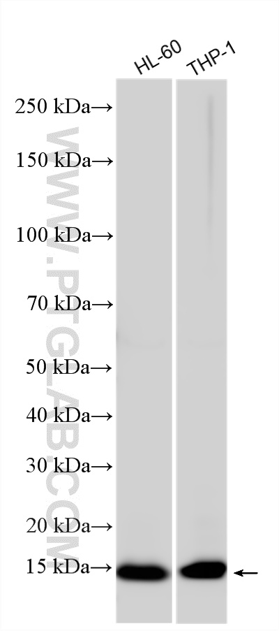 WB analysis using 12284-1-AP (same clone as 12284-1-PBS) WB analysis using 12284-1-AP (same clone as 12284-1-PBS)