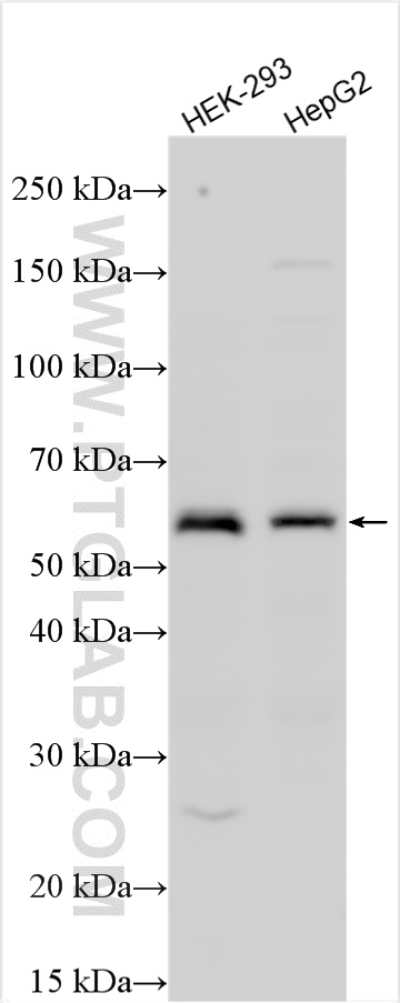 WB analysis using 28651-1-AP