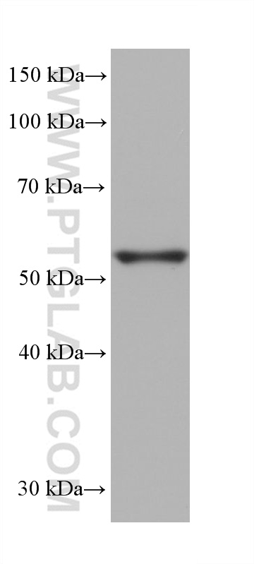 WB analysis of rabbit testis using 68606-1-Ig