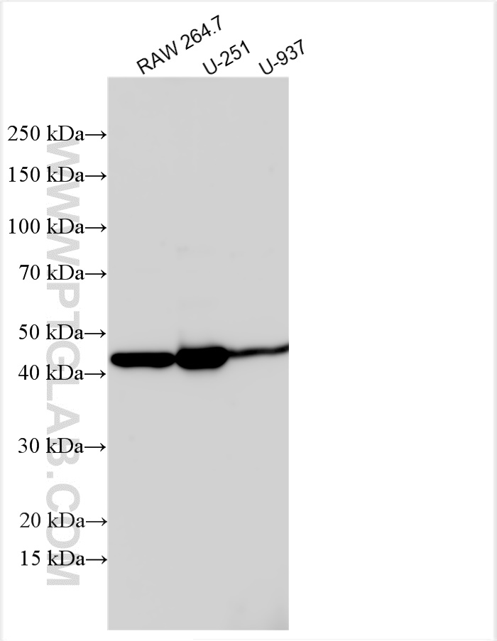 WB analysis using 10286-1-AP