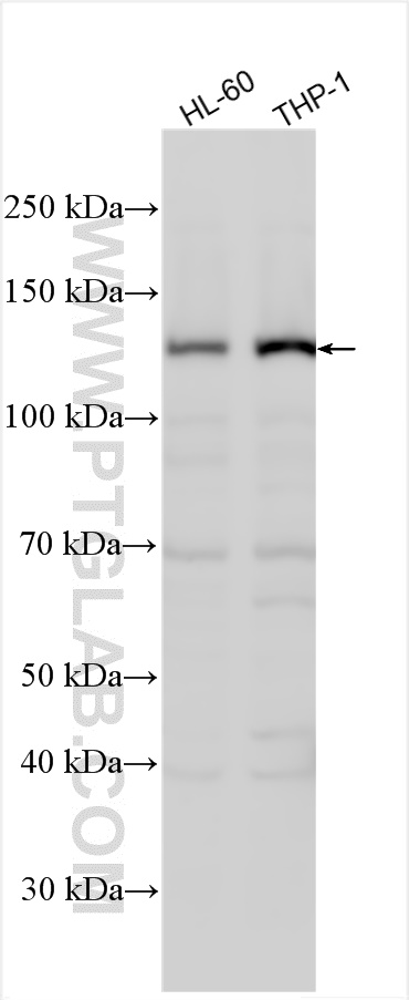 WB analysis using 27456-1-AP