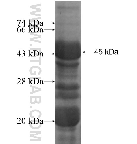 PLCB3 fusion protein Ag15679 SDS-PAGE PLCB3 fusion protein Ag15679 SDS-PAGE