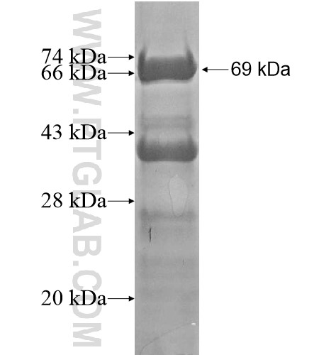 PLCB3 fusion protein Ag15845 SDS-PAGE