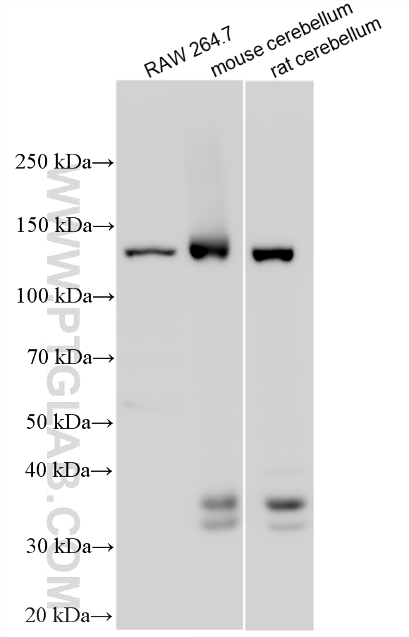 WB analysis using 33683-1-AP (same clone as 33683-1-PBS) WB analysis using 33683-1-AP (same clone as 33683-1-PBS)