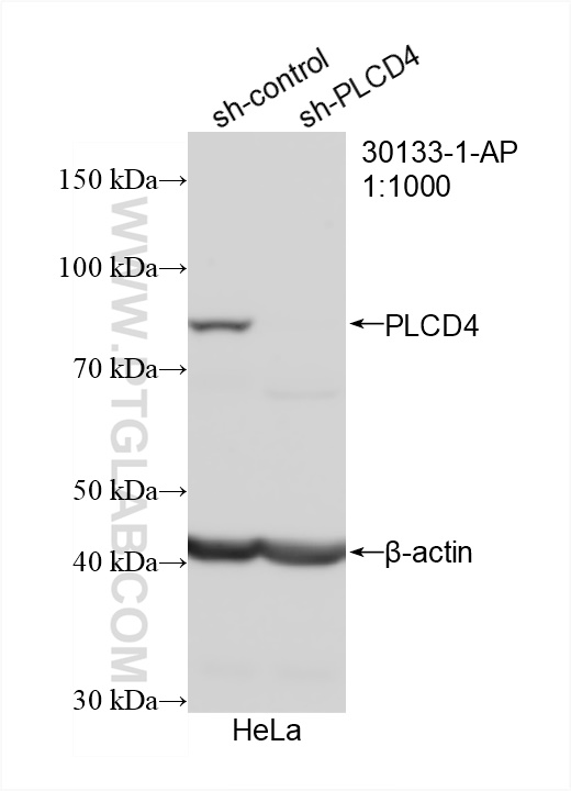 WB analysis of HeLa using 30133-1-AP (same clone as 30133-1-PBS)