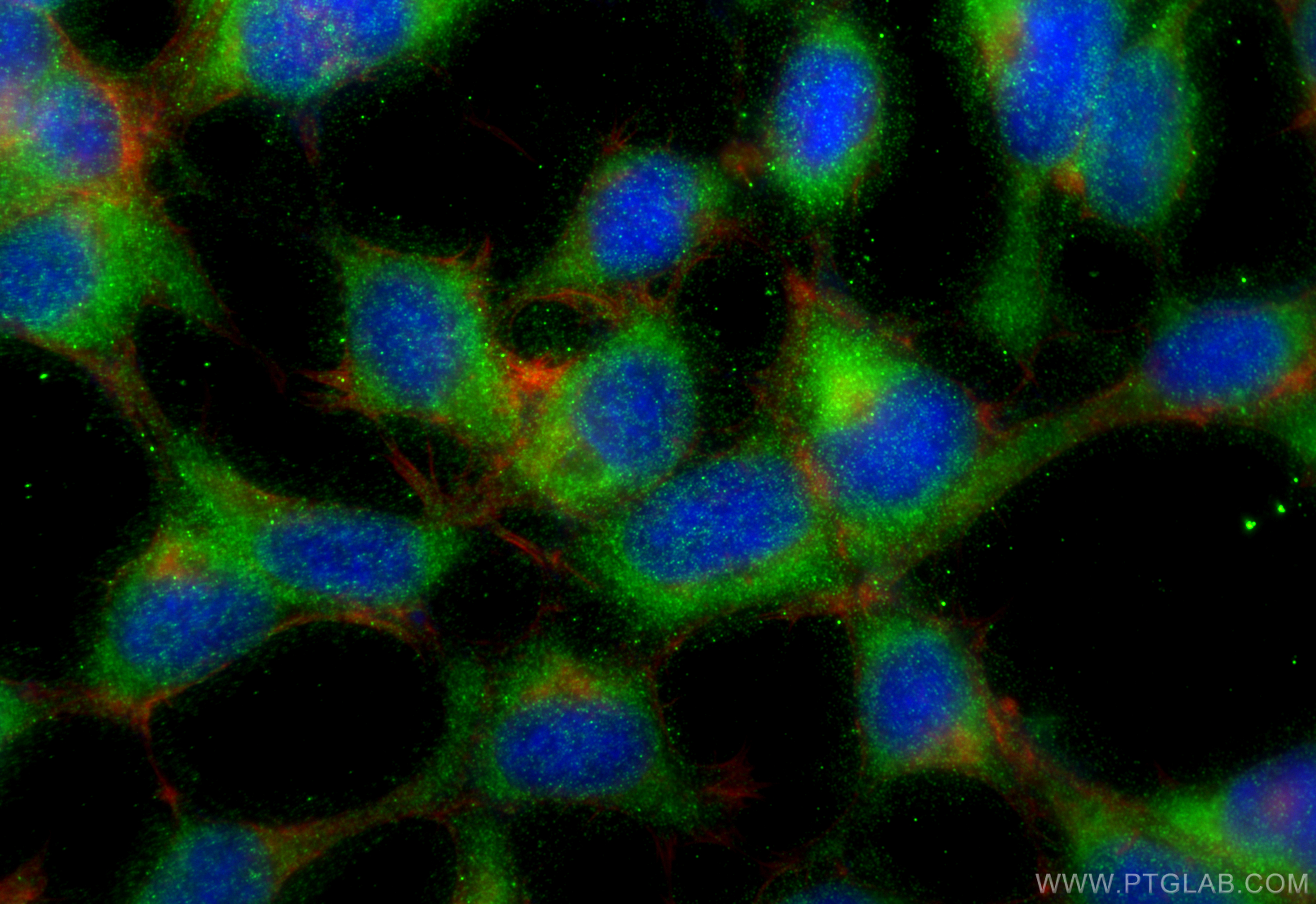 IF Staining of HEK-293 using 84941-1-RR (same clone as 84941-1-PBS)