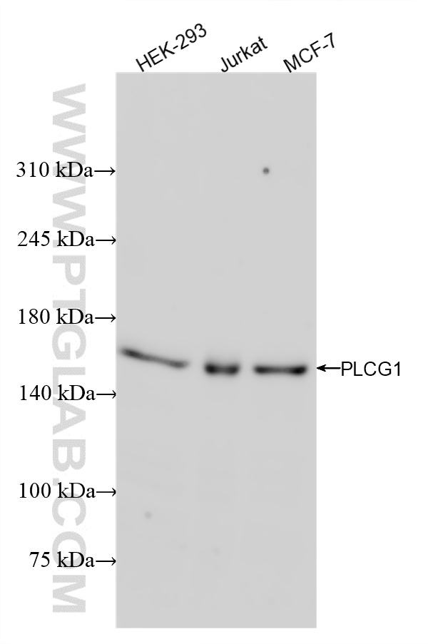 WB analysis using 84941-1-RR