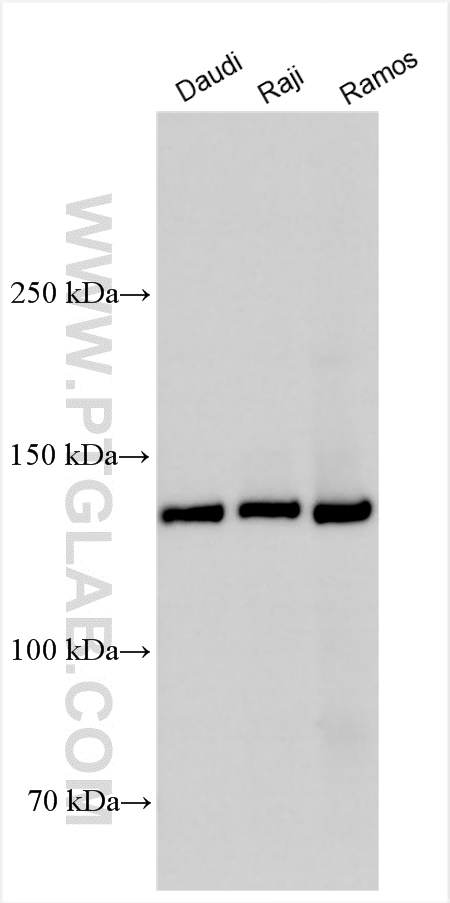 WB analysis using 29567-1-AP