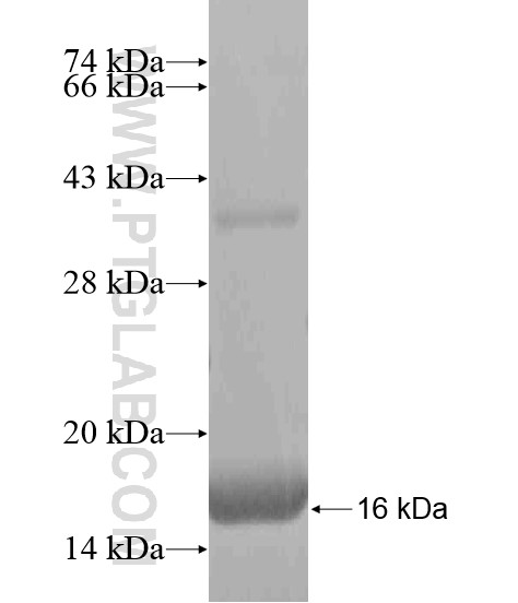 PLCL1 fusion protein Ag20246 SDS-PAGE