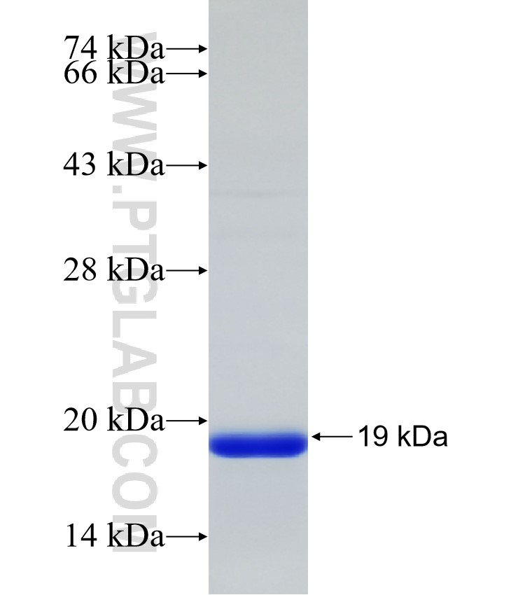 PLD1 fusion protein Ag32525 SDS-PAGE
