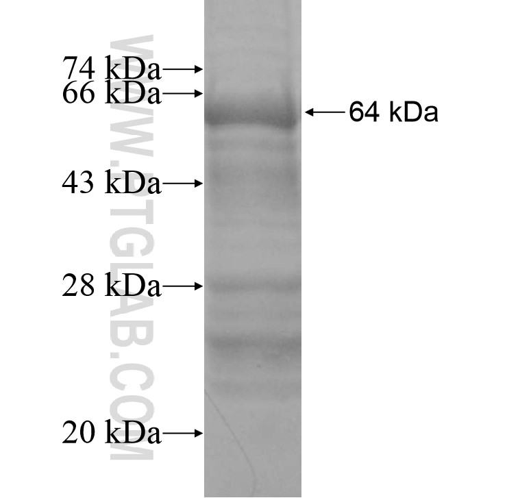 PLD3 fusion protein Ag11306 SDS-PAGE