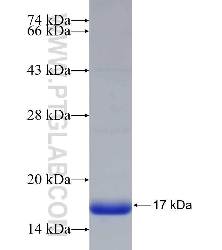 PLD6 fusion protein Ag33159 SDS-PAGE