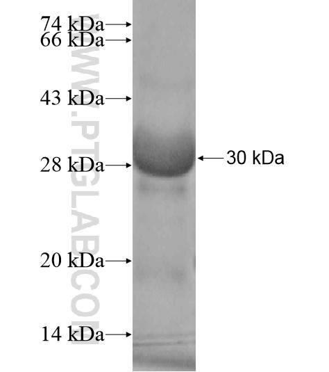PLD6 fusion protein Ag19126 SDS-PAGE