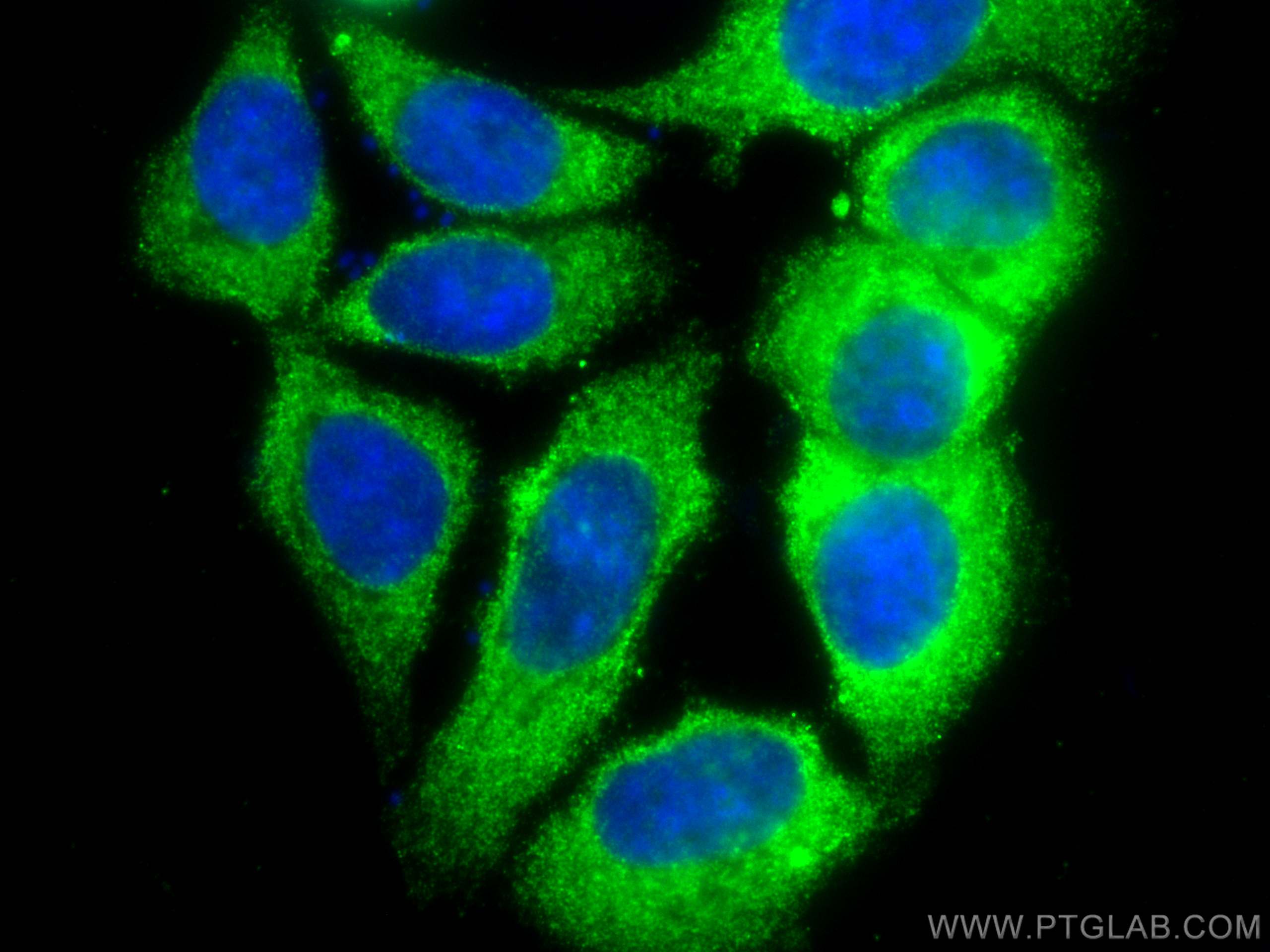 IF Staining of MCF-7 using CL488-66558