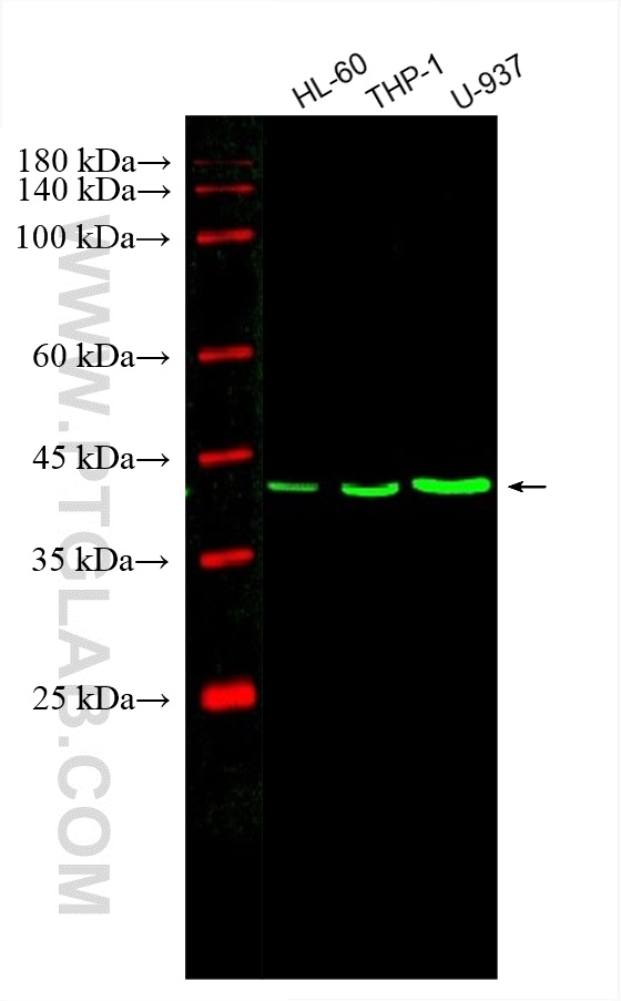 WB analysis using CL488-66431