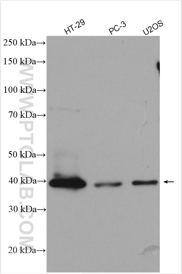 WB analysis using 11685-1-AP