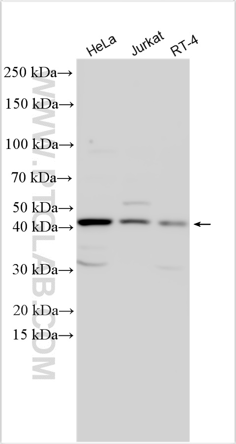 WB analysis using 32169-1-AP
