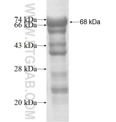 PLEKHA8 fusion protein Ag7677 SDS-PAGE