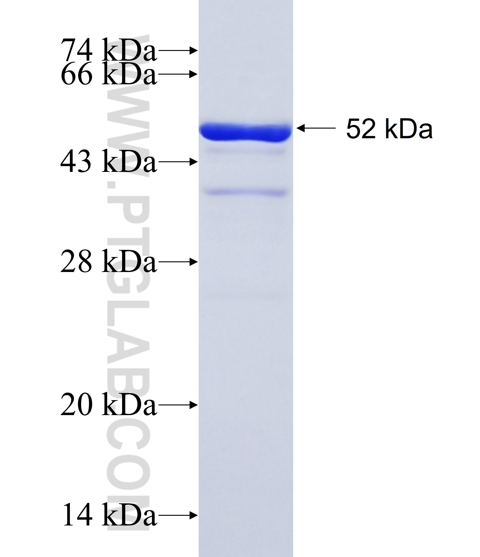 PLEKHB2 fusion protein Ag9330 SDS-PAGE