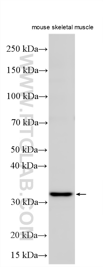 Various lysates were subjected to SDS PAGE followed by western blot with 20389-1-AP (PLEKHF1 antibody) at dilution of 1:1500 incubated at room temperature for 1.5 hours. WB analysis using 20389-1-AP