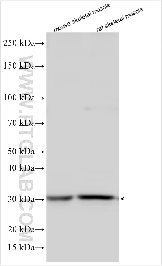 Various lysates were subjected to SDS PAGE followed by western blot with 20389-1-AP (PLEKHF1 antibody) at dilution of 1:1000 incubated at room temperature for 1.5 hours. WB analysis using 20389-1-AP