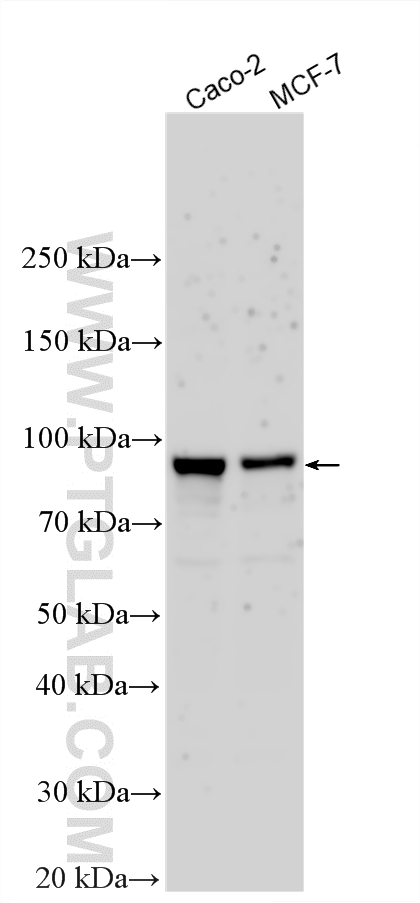 WB analysis using 21677-1-AP