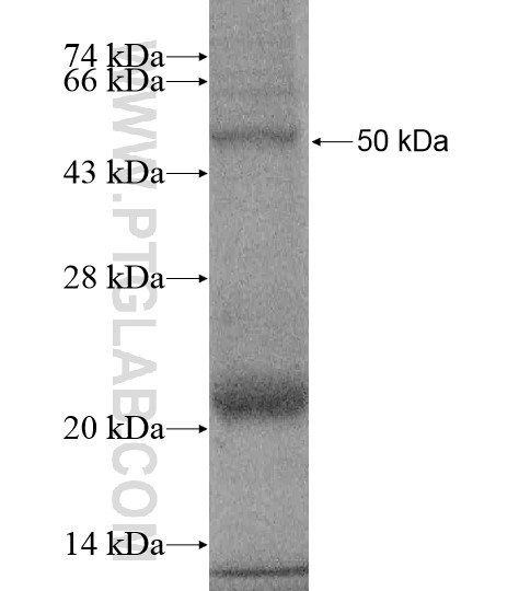 PLEKHG7 fusion protein Ag19795 SDS-PAGE PLEKHG7 fusion protein Ag19795 SDS-PAGE