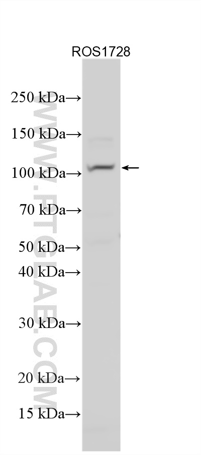 Various lysates were subjected to SDS PAGE followed by western blot with 16202-1-AP (PLEKHM1 antibody) at dilution of 1:1000 incubated at room temperature for 1.5 hours. WB analysis using 16202-1-AP