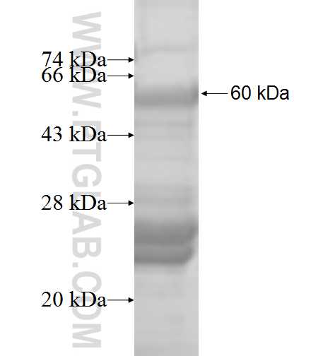 PLEKHM1 fusion protein Ag9145 SDS-PAGE