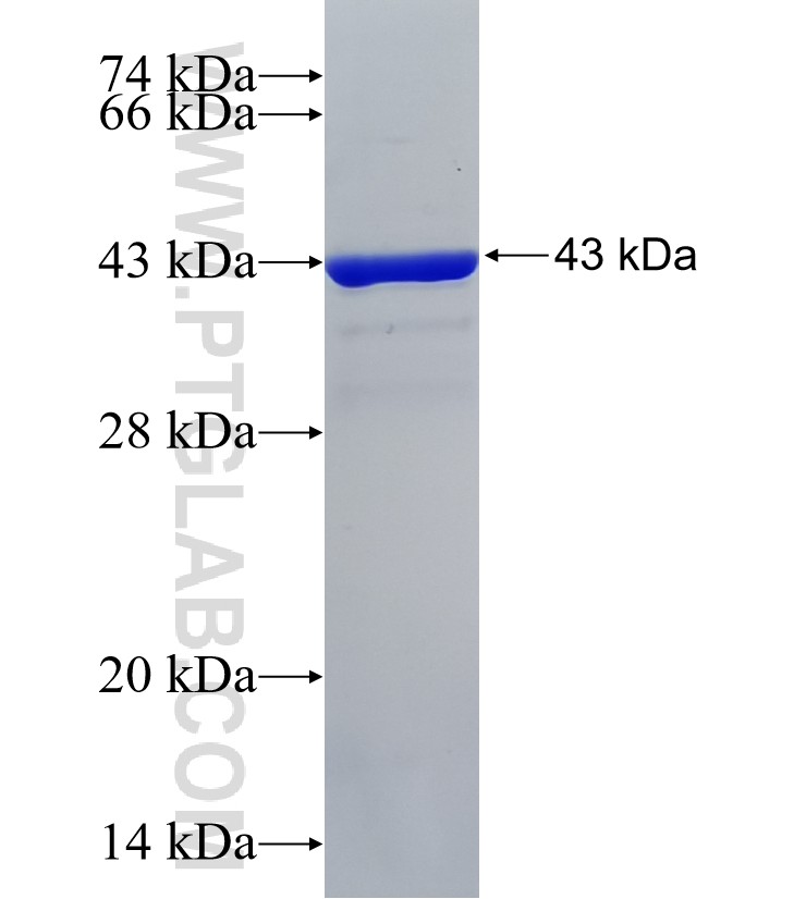 PLEKHN1 fusion protein Ag38741 SDS-PAGE
