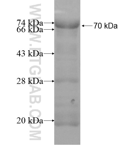 PLG fusion protein Ag11042 SDS-PAGE PLG fusion protein Ag11042 SDS-PAGE