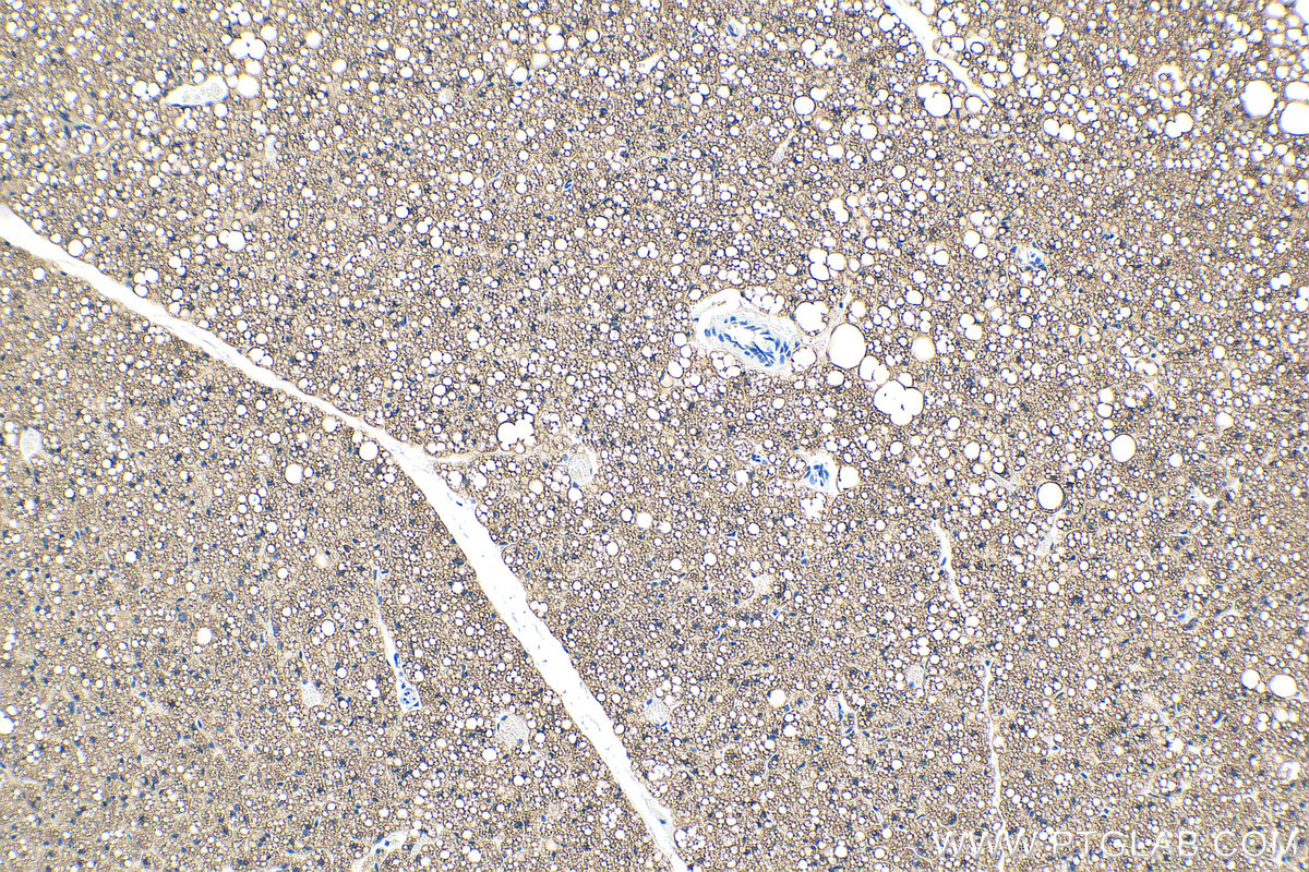 IHC staining of mouse brown adipose using 27716-1-AP