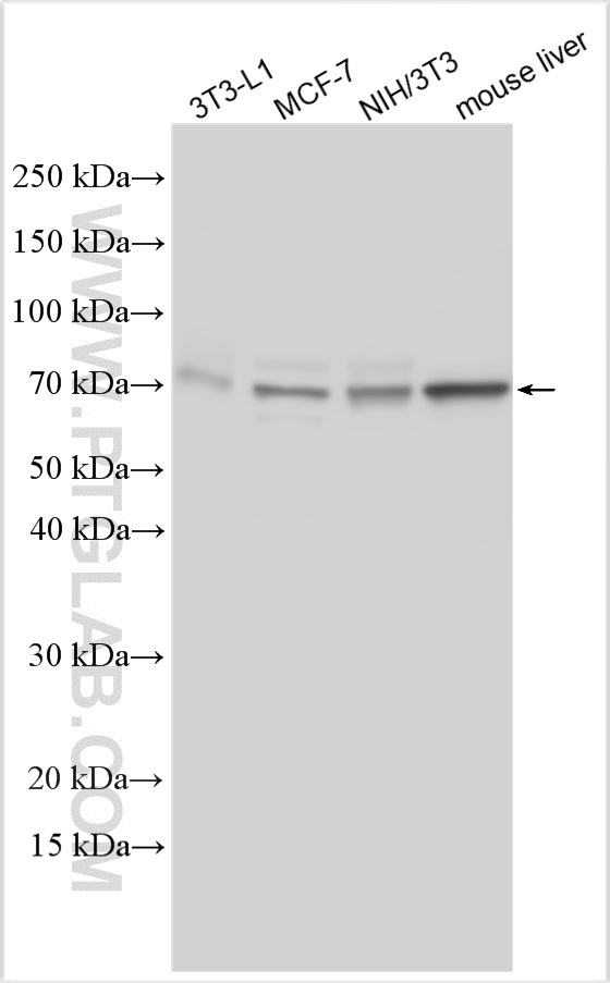 WB analysis using 27716-1-AP