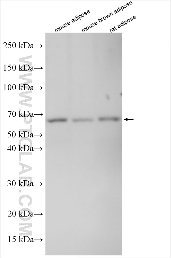 WB analysis using 27716-1-AP