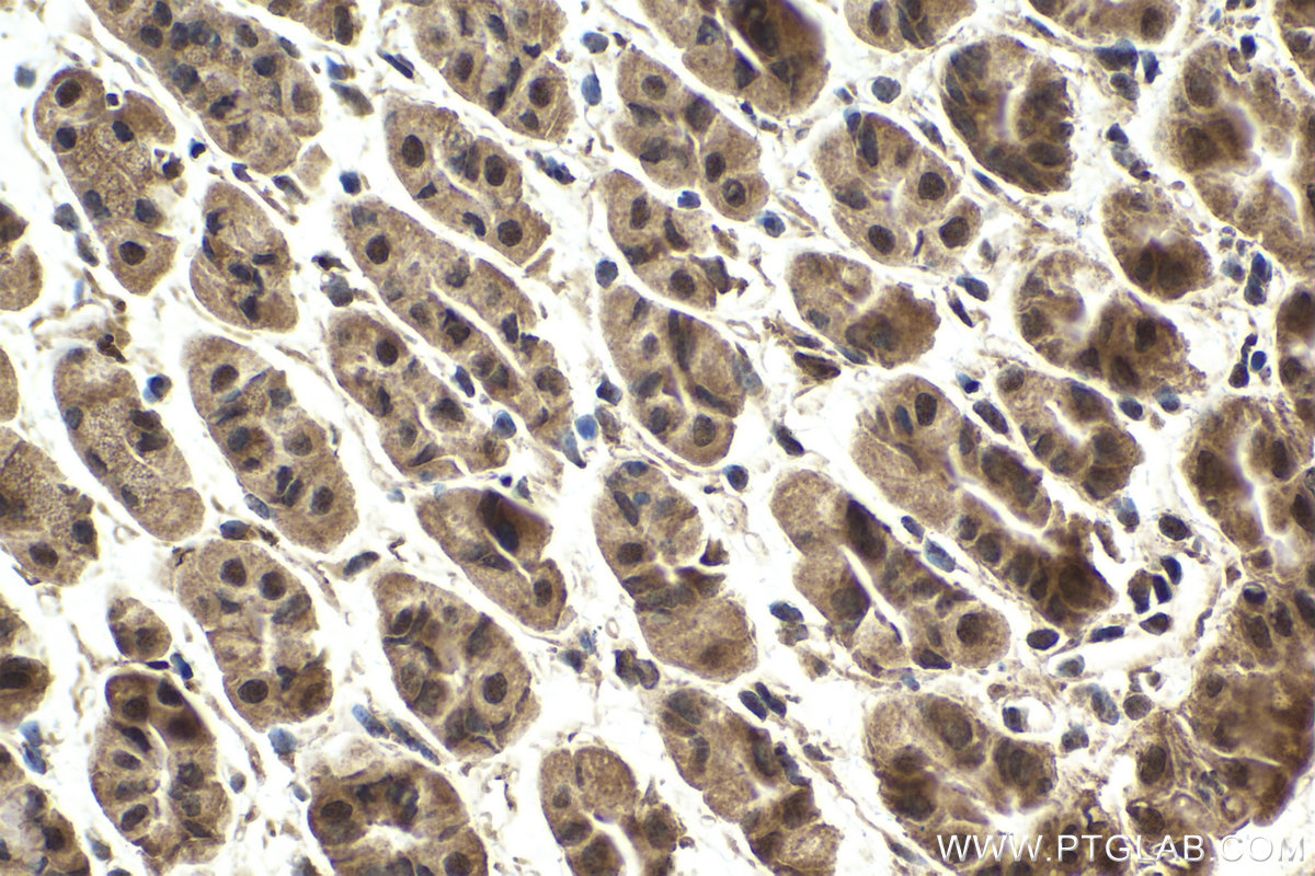 IHC staining of mouse stomach using 10305-1-AP