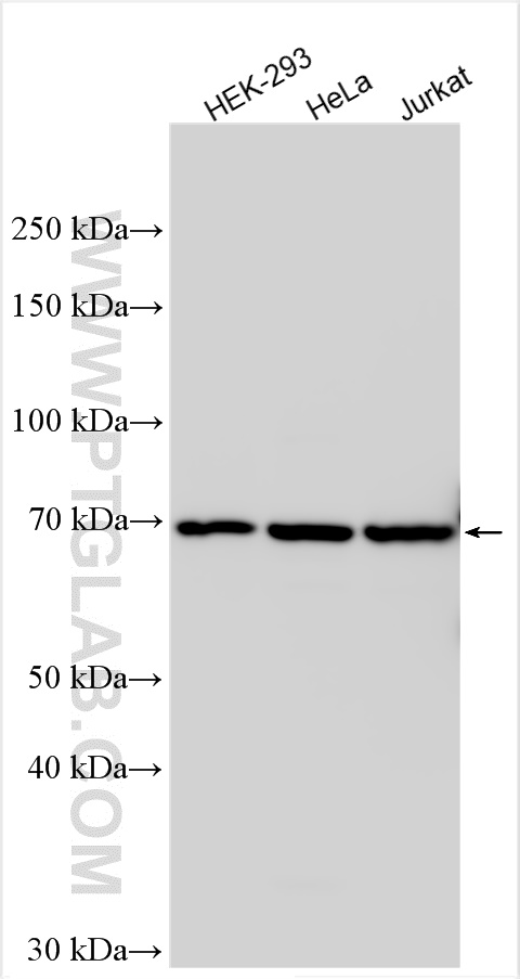 WB analysis using 10305-1-AP