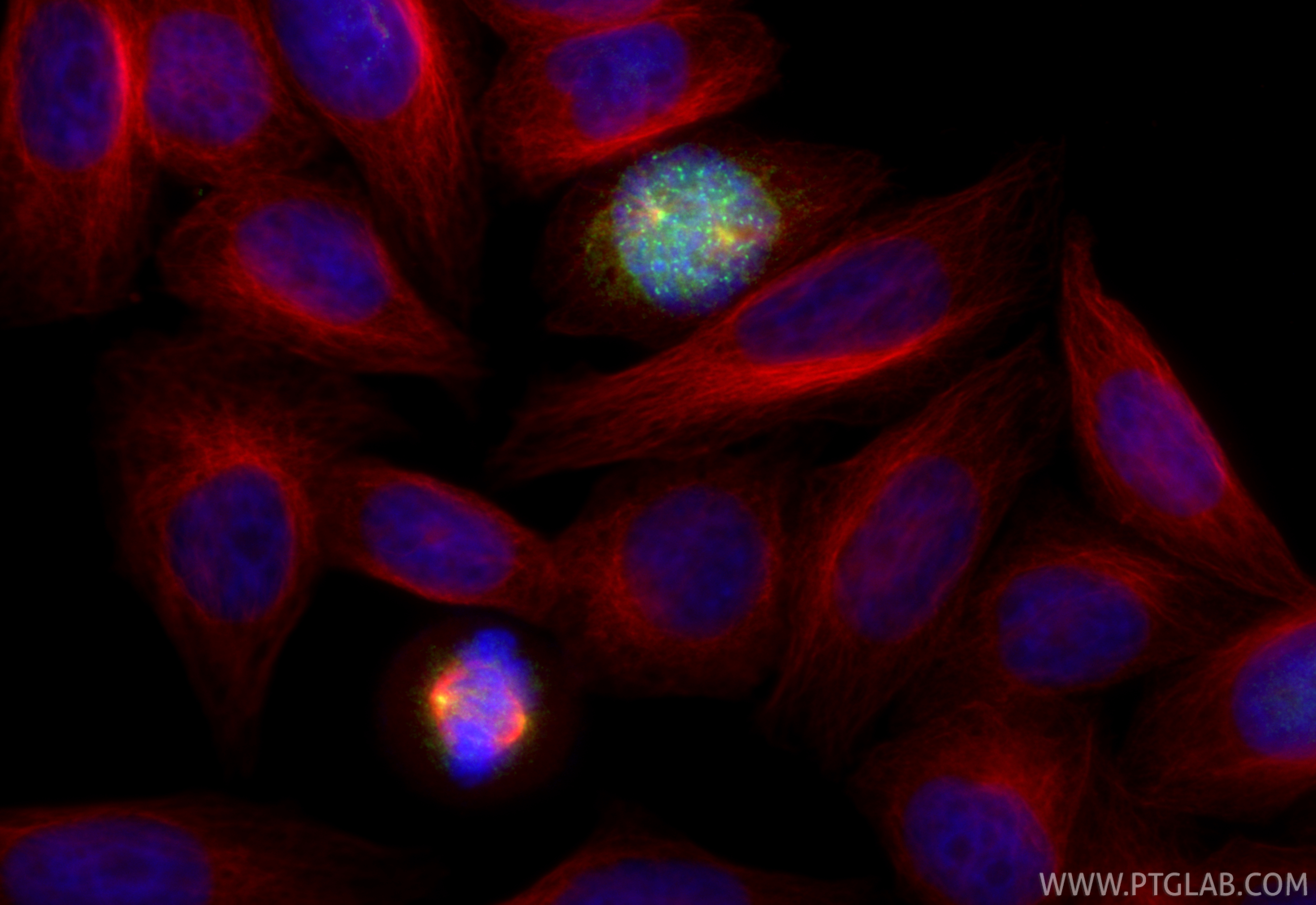 Immunofluorescent analysis of (4% PFA) fixed HepG2 cells using PLK1 antibody (83260-5-RR, Clone: 240092B10 ) at dilution of 1:1000 and CoraLite®488-Conjugated Goat Anti-Rabbit IgG(H+L) (<a class='green' href='/productredirect?CatalogNo=SA00013-2' target='_blank'>SA00013-2</a>), Alpha Tubulin antibody (<a class='green' href='/productredirect?CatalogNo=66031-1-Ig' target='_blank'>66031-1-Ig</a>, Clone: 1E4C11, red). IF Staining of HepG2 using 83260-5-RR