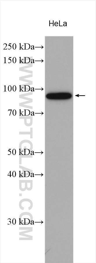 WB analysis using 15956-1-AP