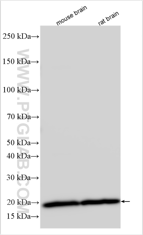 WB analysis using 14868-1-AP