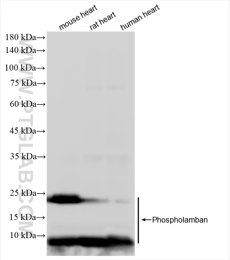 Various lysates were subjected to SDS PAGE followed by western blot with <a class='green' href='/productredirect?CatalogNo=86080-1-RR' target='_blank'>86080-1-RR</a> (PLN antibody) at dilution of 1:10000 incubated at room temperature for 1.5 hours. This data was developed using the same antibody clone with 86080-1-PBS in a different storage buffer formulation. WB analysis using 86080-1-RR (same clone as 86080-1-PBS)