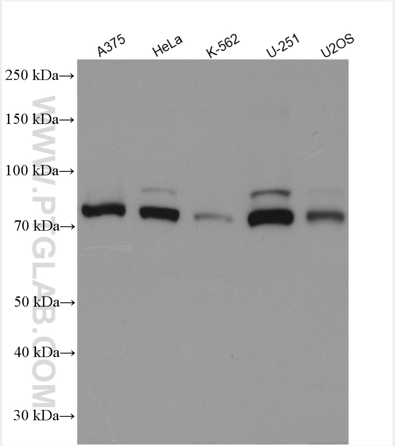 WB analysis using 29480-1-AP