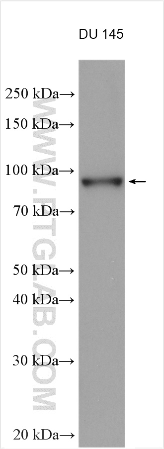 WB analysis using 21214-1-AP