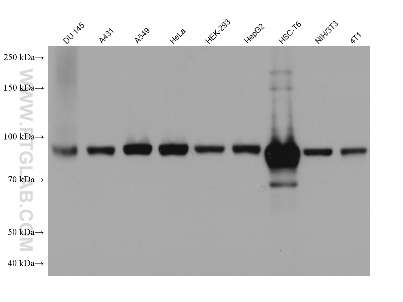 WB analysis using 66342-1-Ig