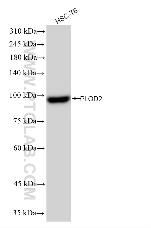 WB analysis using 88222-2-RR WB analysis using 88222-2-RR