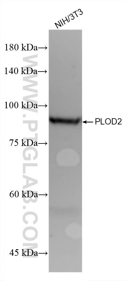 WB analysis of NIH/3T3 using 88222-2-RR WB analysis of NIH/3T3 using 88222-2-RR