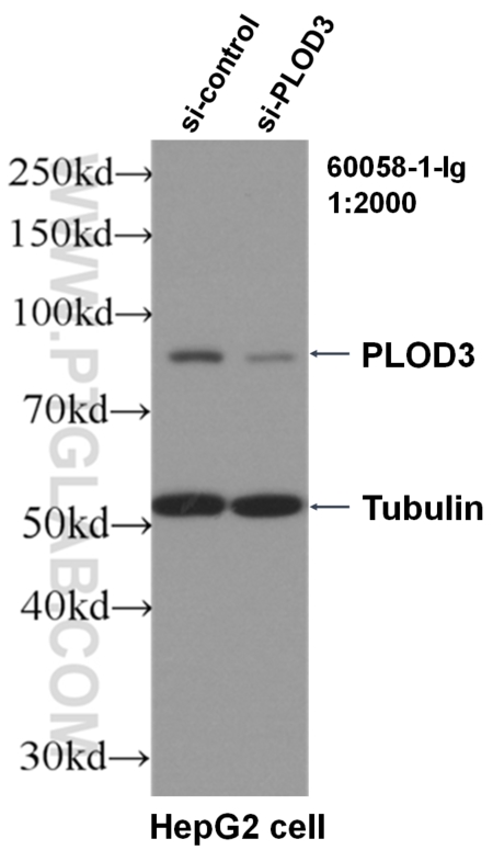 WB analysis of HepG2 using 60058-1-Ig